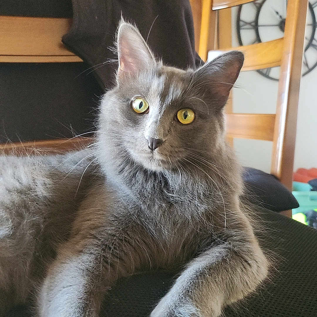 Zola a rejoint le concours — aidez-le/la à gagner de superbes lots ! abyssinian, animal, architecture, armchair, building, cat, chair, couch, cushion, furniture, hardwood, homedecor, indoors, kitten, livingroom, manx, pet, plywood, room, wood