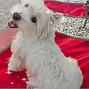 Charlie joined the competition — help win amazing prizes! animal, canine, closeup, companion, cute, dog, fluffy, fur, gravel, happy, mesh, outdoor, pet, playful, red_chair, sitting, smiling, sparkle_effect, sunlight, white_dog
