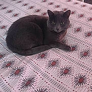 Boubou a rejoint le concours — aidez-le/la à gagner de superbes lots ! animal, bed, bedspread, cat, comfortable, cozy, curious, domestic_cat, feline, fur, gray_cat, home, indoor, patterned_bedspread, pet, quiet, relaxed, resting, sleeping_area, striped_pillow