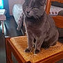 cat, gray_cat, feline, pet, sitting, chair, wooden_chair, woven_seat, indoor, home, furniture, floor, curtains, bed, blanket, cozy, animal, domestic_cat, portrait, looking_away