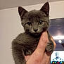 Boubou participe au concours pour gagner de l'argent avec cette photo : cat, kitten, gray_fur, pet, hand, indoor, closeup, animal, cute, young, domestic_cat, feline, whiskers, ears, eyes, fur, holding, curious, background, blurred