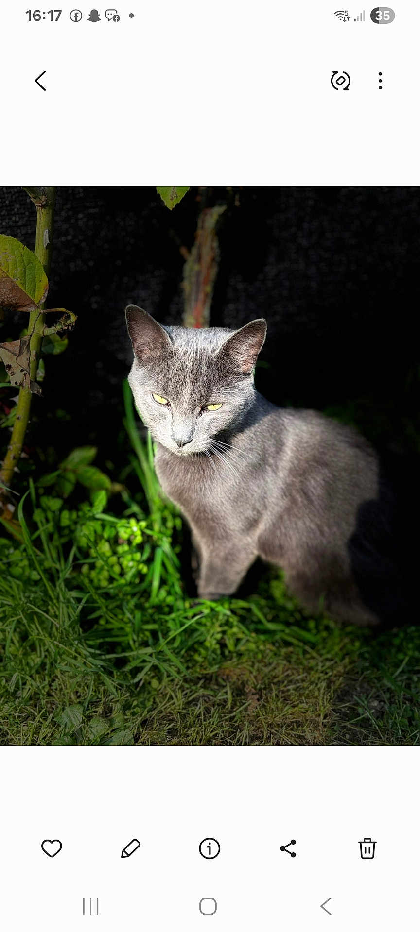 Boubou a rejoint le concours — aidez-le/la à gagner de superbes lots ! cat, gray_cat, animal, grass, plants, outdoor, nature, yellow_eyes, fur, pet, mammal, sitting, greenery, wildlife, closeup, portrait, daylight, shadow, background, garden