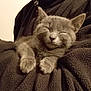 kitten, cat, sleeping, gray_fur, fleece, jacket, person, arms, cozy, pet, cute, indoor, closeup, furry, animal, resting, soft, comfort, nap, hands