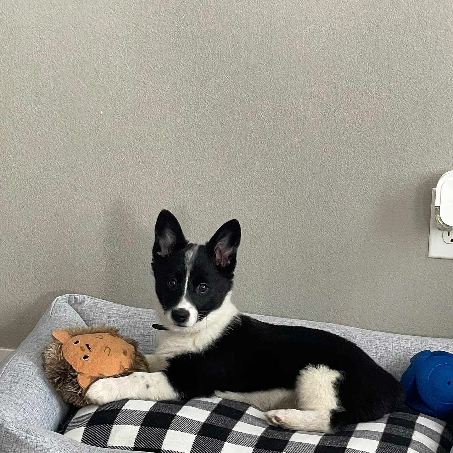 Nova joined the competition — help win amazing prizes! animal, canine, cat, couch, cushion, dog, dogbed, furniture, homedecor, pet, pillow, puppy