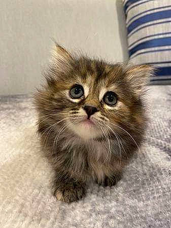 Patches joined the competition — help win amazing prizes! british_longhair, carnivore, cat, domestic_short_haired_cat, fawn, felidae, flooring, fur, small_to_medium_sized_cats, snout, terrestrial_animal, whiskers