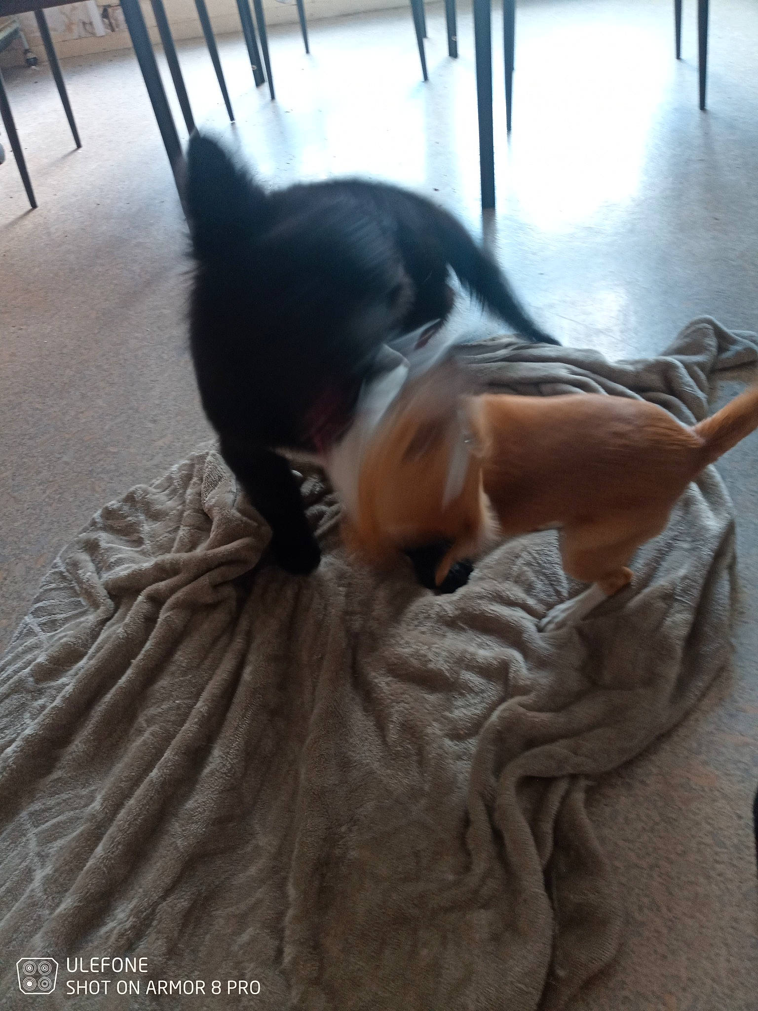 Urka participe au concours pour gagner de l'argent avec cette photo : carnivore, cloud, comfort, companion_dog, dog, dog_breed, ear, fawn, felidae, flooring, fur, hardwood, small_to_medium_sized_cats, snout, sporting_group, tail, toy_dog, whiskers, wood, working_animal