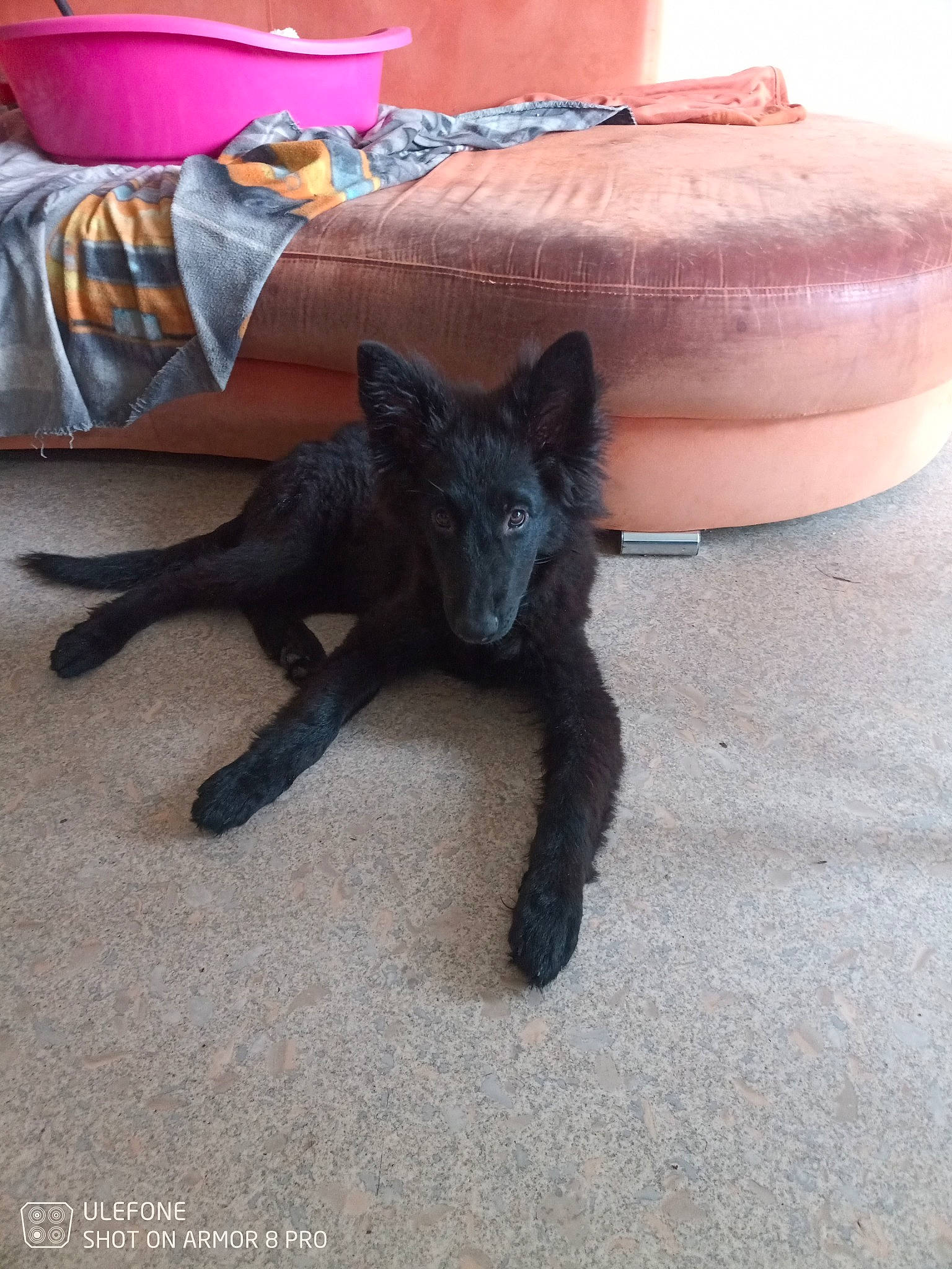 Urka a rejoint le concours — aidez-le/la à gagner de superbes lots ! black_cat, canidae, carmine, carnivore, cat, claw, comfort, companion_dog, couch, dog_breed, domestic_short_haired_cat, fawn, fedora, felidae, fur, grey, hat, small_to_medium_sized_cats, tail, whiskers