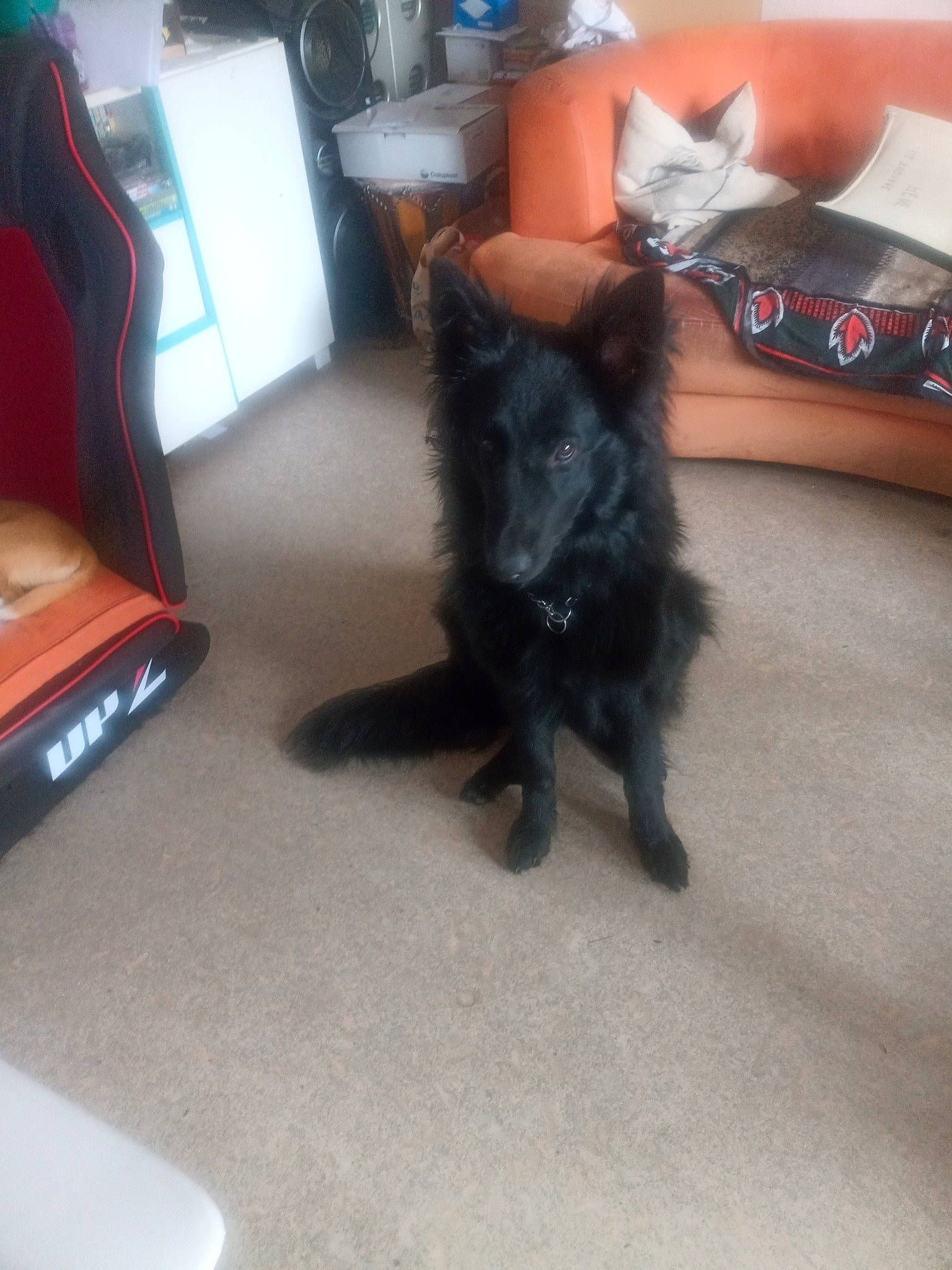 Urka participe au concours pour gagner de l'argent avec cette photo : black_cat, bombay, canidae, carnivore, cat, comfort, dog_breed, domestic_short_haired_cat, felidae, floor, flooring, fur, grey, hardwood, living_room, room, small_to_medium_sized_cats, tail, vertebrate, whiskers