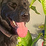dog, black_dog, tongue, tongue_out, panting, close_up, pet, plant, houseplant, leaves, indoor, teeth, eyes_closed, collar, fur, happy, sunlight, nostrils, portrait, greenery