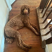 Percival is registered to the contest to win money with this photo: dog, brown, curly_fur, indoors, wooden_floor, stairs, door, pet, animal, relaxed, lying_down, collar, home, canine, fur, looking_back, quiet, resting, house, companion