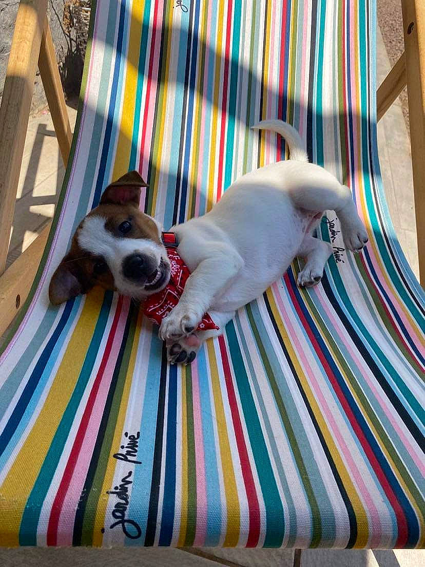 Uliah Du Chateau De L'Arpenteur a rejoint le concours — aidez-le/la à gagner de superbes lots ! canidae, carnivore, collar, comfort, companion_dog, couch, dog, dog_breed, dog_supply, fawn, felidae, linens, pattern, pet_supply, pillow, small_to_medium_sized_cats, textile, toy_dog, vertebrate, wood