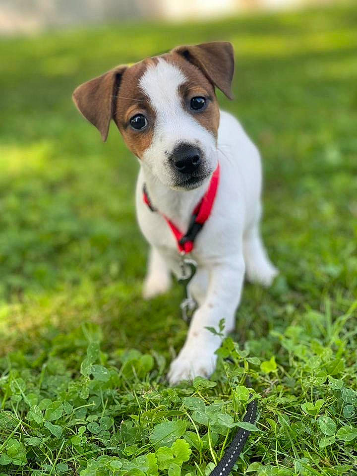 Uliah Du Chateau De L'Arpenteur