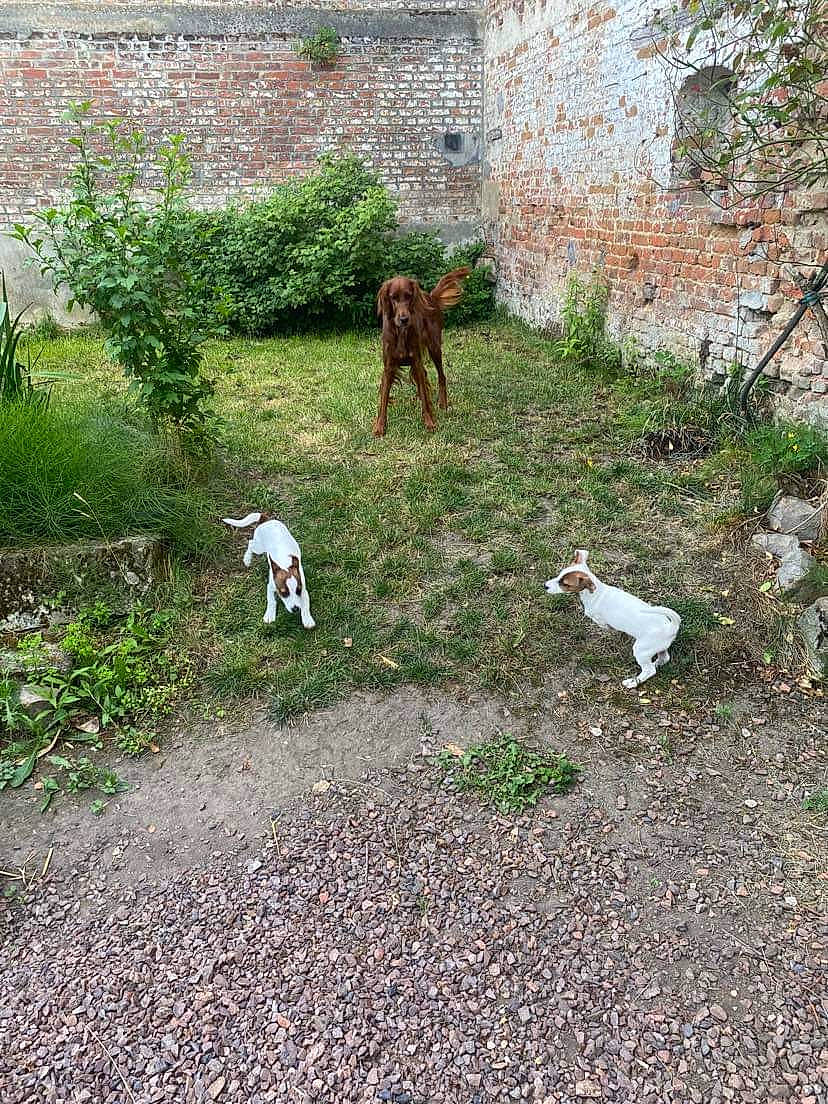 Uliah Du Chateau De L'Arpenteur participe au concours pour gagner de l'argent avec cette photo : brick, canidae, carnivore, companion_dog, dog, dog_breed, fawn, grass, groundcover, landscape, livestock, mammal, pasture, plant, shrub, soil, sporting_group, tree, vertebrate, yard