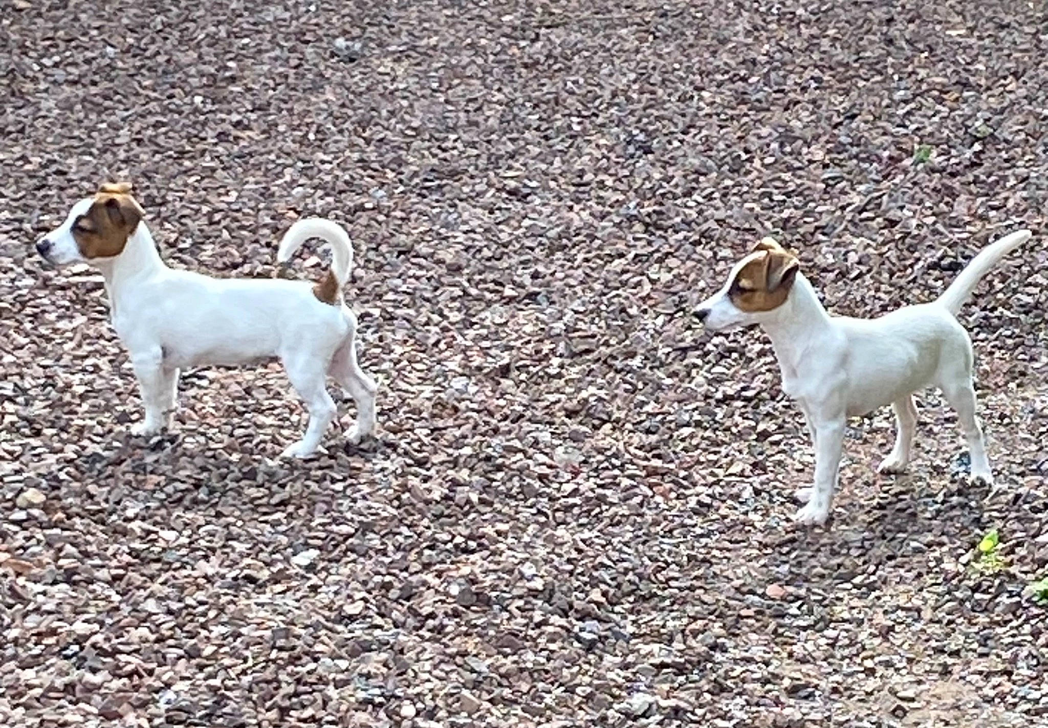 Uliah Du Chateau De L'Arpenteur a rejoint le concours — aidez-le/la à gagner de superbes lots ! canidae, carnivore, companion_dog, dog, dog_breed, fawn, grass, hunting_dog, non_sporting_group, pet_supply, snout, soil, sporting_group, tail, terrestrial_animal, wildlife, working_animal