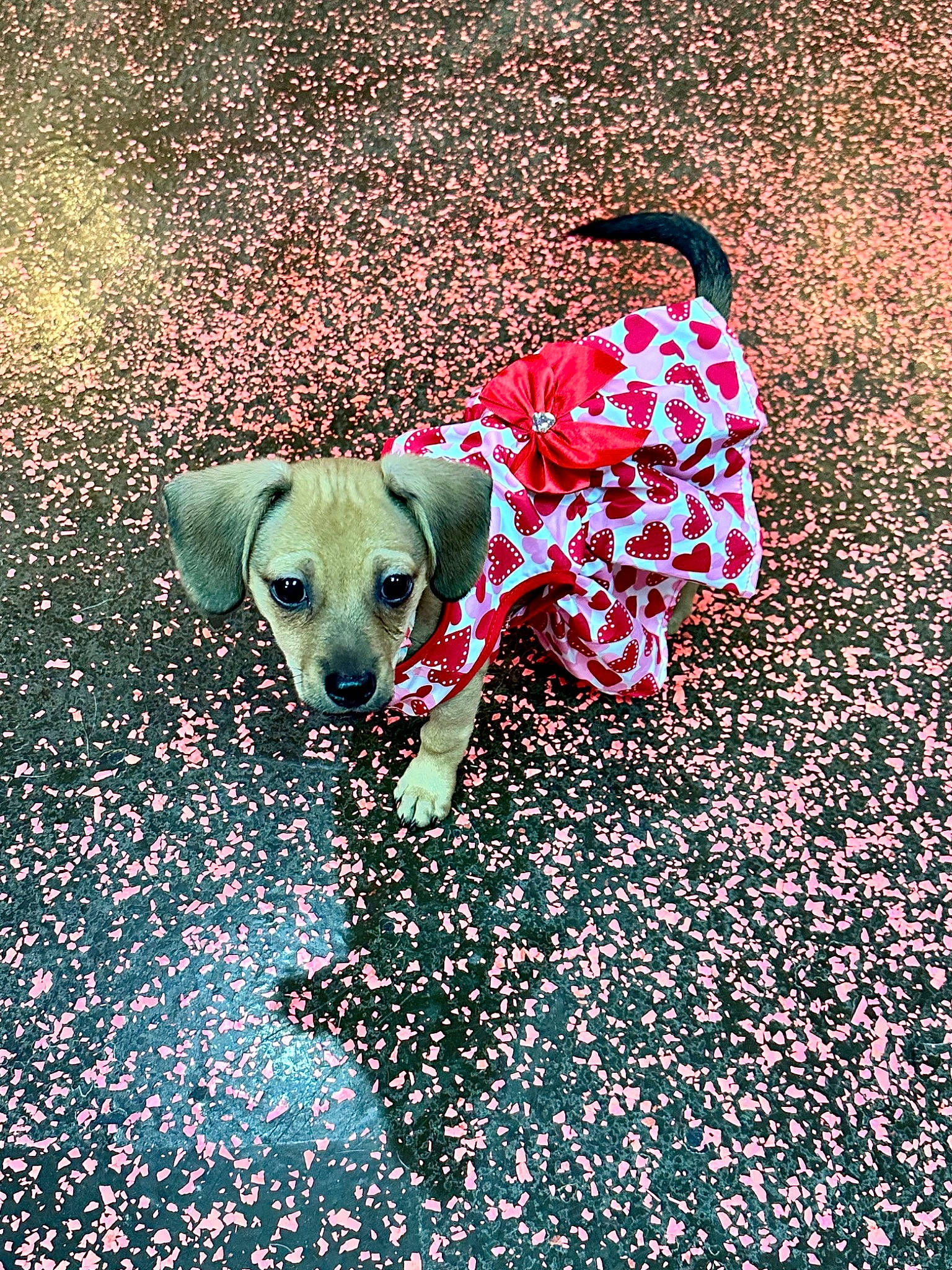 Kenzie joined the competition — help win amazing prizes! art, asphalt, carnivore, companion_dog, dog, dog_breed, dog_supply, fashion_accessory, fawn, font, leash, pattern, people_in_nature, pet_supply, rectangle, road_surface, tail, tints_and_shades, vertebrate, working_animal