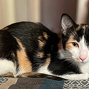 Pinky is registered to the contest to win money with this photo: animal, calico, calm, cat, closeup, cozy, curious, domestic, ears, eyes, feline, fur, indoor, laying, nose, pattern, pet, quilt, resting, whiskers