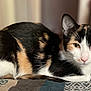 animal, calico, calm, cat, closeup, cozy, curious, domestic, ears, eyes, feline, fur, indoor, laying, nose, pattern, pet, quilt, resting, whiskers