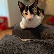 Pinky is registered to the contest to win money with this photo: blurred_background, calico, calm, cat, closeup, cozy, domestic_animal, ears, eyes, fabric, feline, fur, home, indoor, nose, pet, sitting, soft_light, texture, whiskers