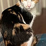 Pinky joined the competition — help win amazing prizes! animal, blanket, calico, cat, closeup, curious, cute, domestic, ears, eyes, feline, fur, house, indoor, mammal, pattern, pet, portrait, sitting, whiskers