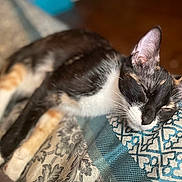 Fresita joined the competition — help win amazing prizes! cat, calico_cat, sleeping, resting, indoor, blanket, patterned_blanket, closeup, fur, whiskers, ears, face, paw, cozy, comfort, relaxation, animal, pet, feline, soft_light