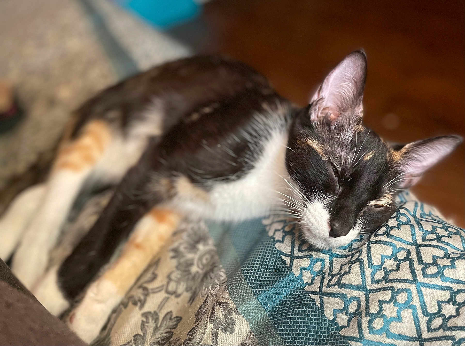 Fresita joined the competition — help win amazing prizes! cat, calico_cat, sleeping, resting, indoor, blanket, patterned_blanket, closeup, fur, whiskers, ears, face, paw, cozy, comfort, relaxation, animal, pet, feline, soft_light