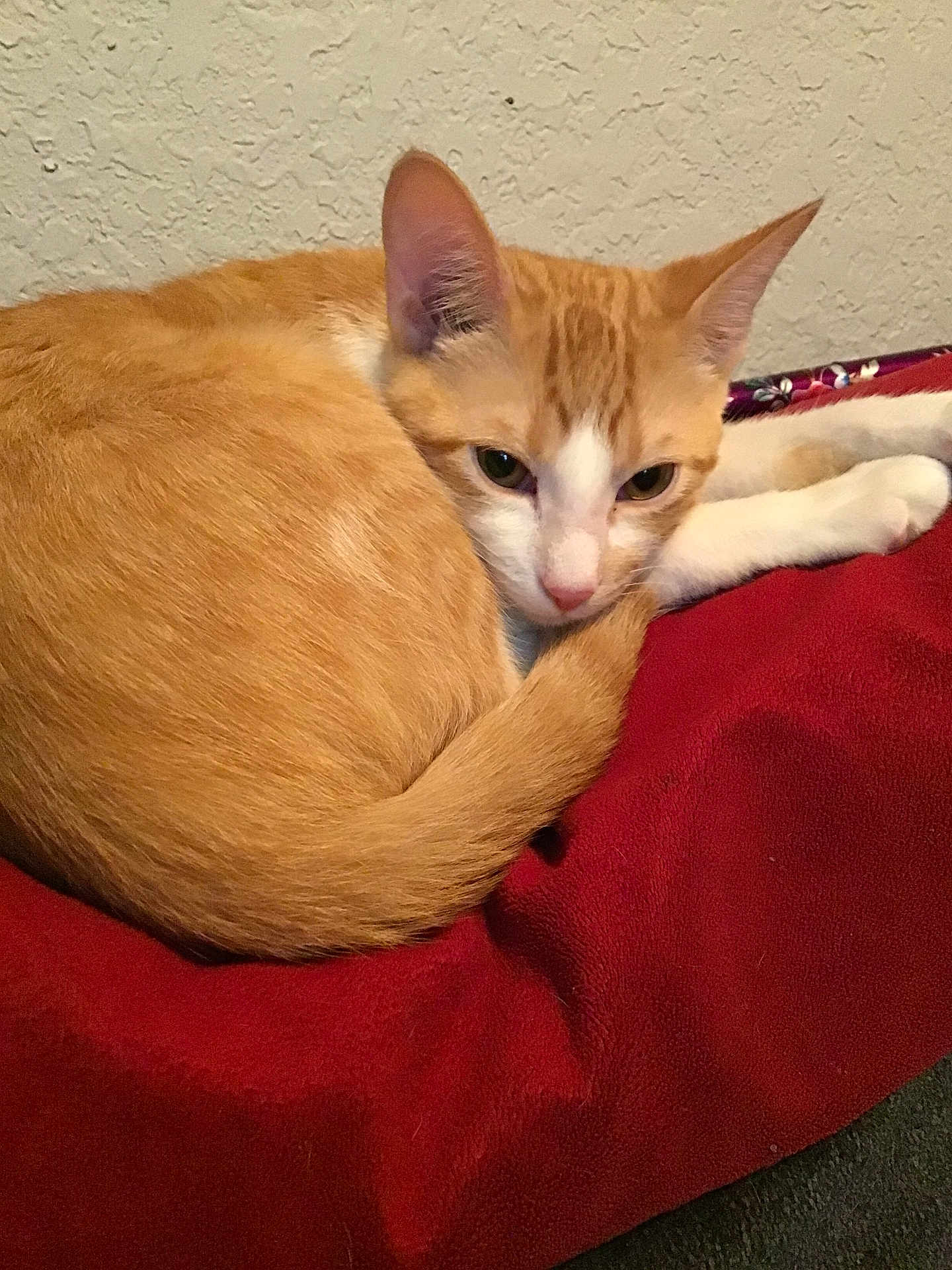 Dean is registered to the contest to win money with this photo: cat, ginger_cat, white_cat, pet, feline, curled_up, blanket, red_blanket, resting, indoor, cozy, sleepy, cute, animal, fur, tail, ears, whiskers, closeup, relaxed