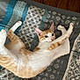 animal, cat, cozy, curious, cute, ears, fur, home, indoor, lying_down, orange_and_white, patterned, paws, pet, quilt, relaxed, stretching, tail, whiskers, wide_eyes