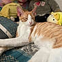 animal, bedspread, cat, close-up, cozy, cute, domestic_cat, feline, indoor, lying_down, nap_time, orange_cat, patterned_fabric, pet, plush_toys, relaxed, resting, sleepy, soft_toys, white_cat
