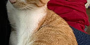 Dean is registered to the contest to win money with this photo: animal, cat, closeup, companion, cute, domestic, ears, feline, fur, indoor, kitten, orange_cat, pet, resting, side_view, snuggling, soft, whiskers, white_cat, young_cat