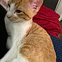 Dean is registered to the contest to win money with this photo: cat, kitten, orange_cat, white_cat, pet, animal, feline, fur, closeup, indoor, domestic, snuggling, resting, cute, young_cat, soft, whiskers, ears, side_view, companion