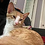 Dean is registered to the contest to win money with this photo: cat, orange_cat, white_cat, indoor, couch, relaxed, pet, feline, fur, ears, nose, whiskers, closeup, resting, domestic_animal, home, comfort, animal, cute, sleepy