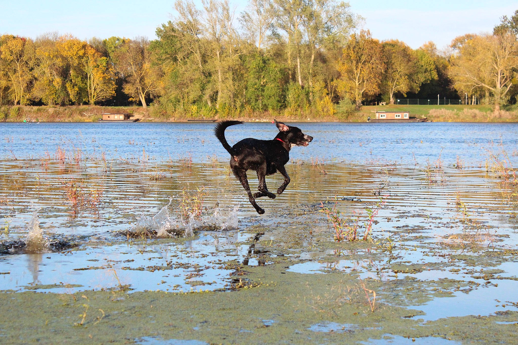 Natchav participe au concours pour gagner de l'argent avec cette photo : canidae, carnivore, collar, dog, dog_breed, fawn, grass, gun_dog, lacustrine_plain, lake, natural_landscape, plant, reservoir, sky, tail, tidal_marsh, tree, water, wetland, working_animal
