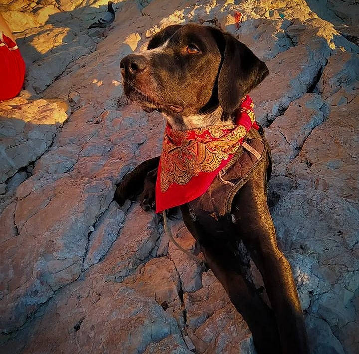 Natchav participe au concours pour gagner de l'argent avec cette photo : adventure, canidae, carnivore, collar, companion_dog, dog, dog_breed, dog_collar, dog_supply, fawn, gun_dog, hunting_dog, leash, liver, pet_supply, plant, rock, sporting_group, working_animal