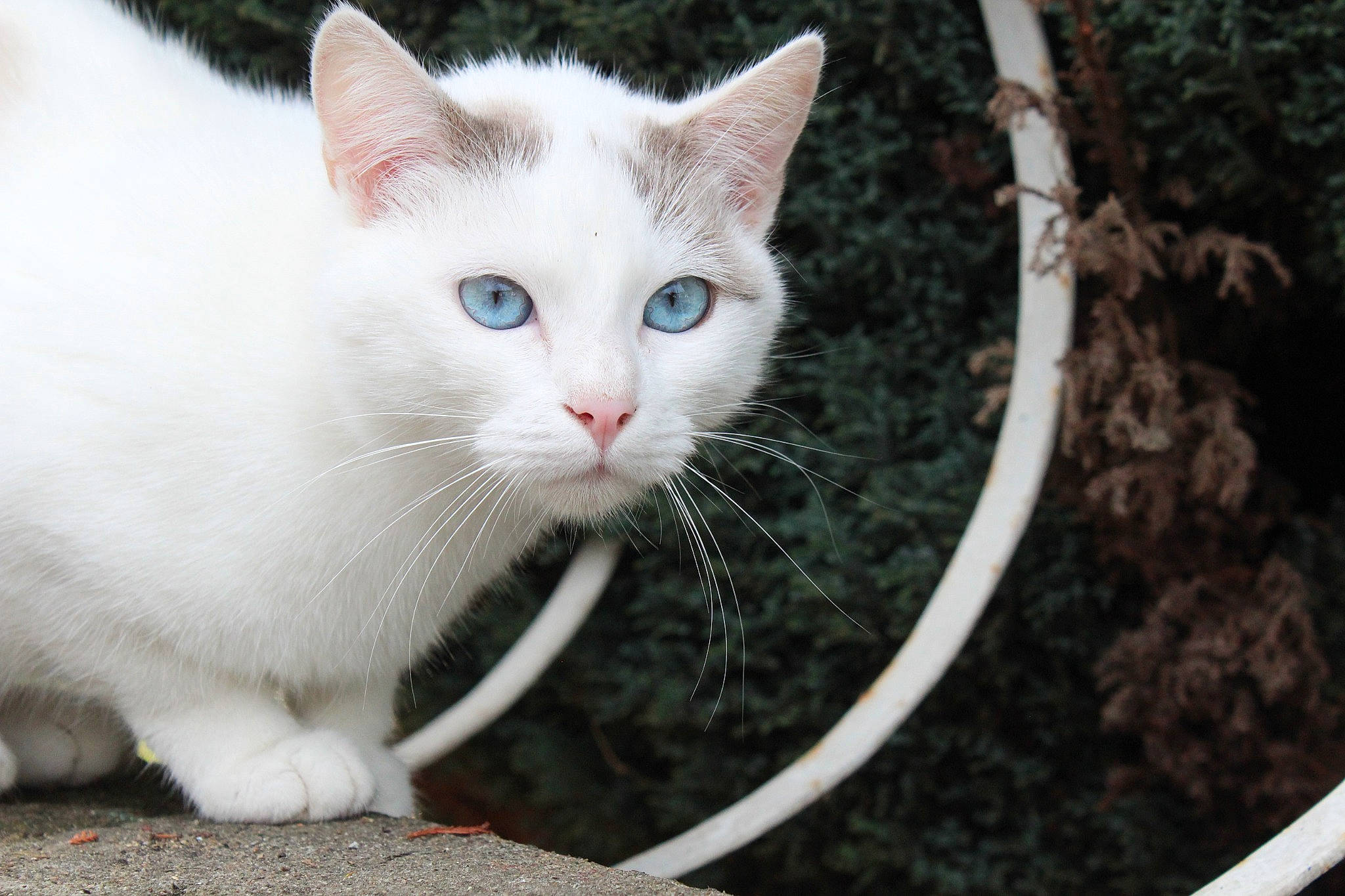 Fifi a rejoint le concours — aidez-le/la à gagner de superbes lots ! carnivore, cat, claw, domestic_short_haired_cat, eye, fawn, felidae, flowerpot, fur, grass, paw, plant, small_to_medium_sized_cats, snout, tail, terrestrial_animal, whiskers