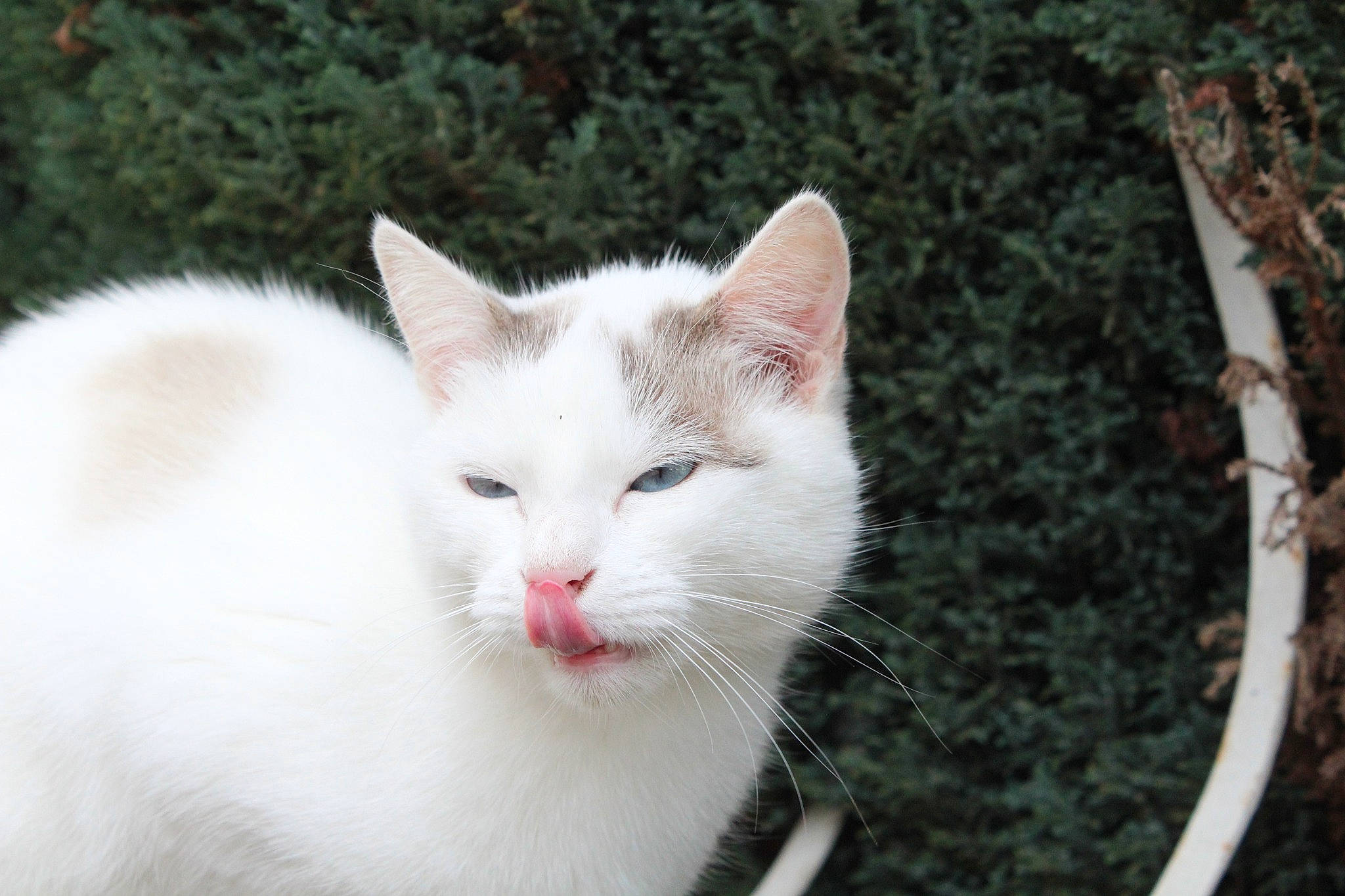 Fifi participe au concours pour gagner de l'argent avec cette photo : carnivore, cat, domestic_short_haired_cat, felidae, fur, grass, plant, small_to_medium_sized_cats, snout, tail, terrestrial_animal, tree, whiskers