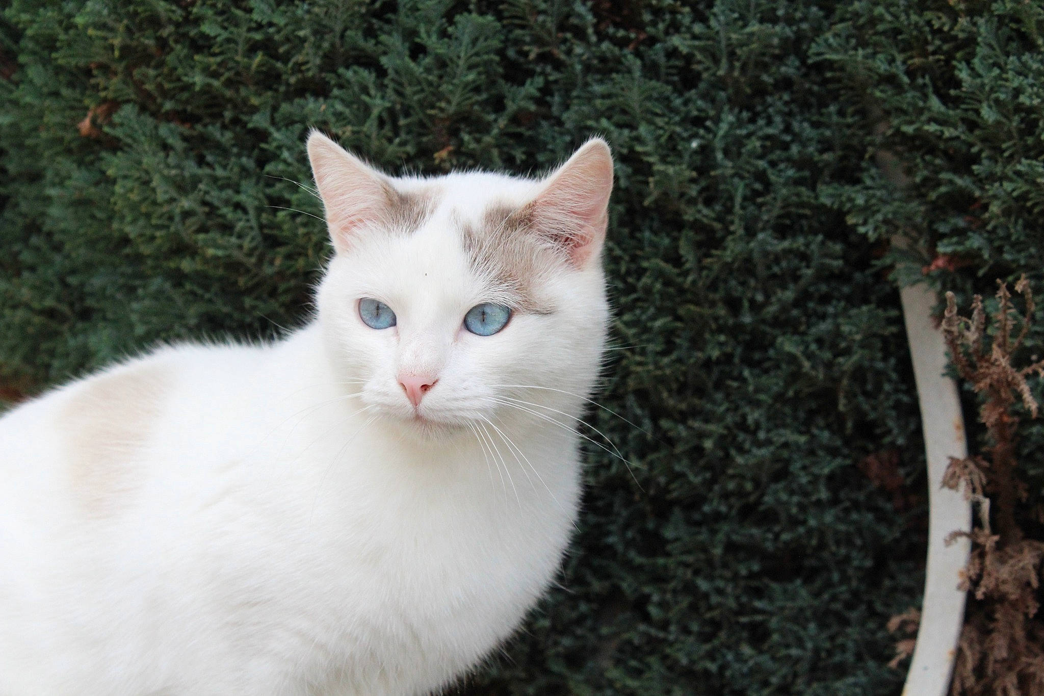 Fifi participe au concours pour gagner de l'argent avec cette photo : carnivore, cat, domestic_short_haired_cat, fawn, felidae, fur, grass, head, herbaceous_plant, plant, small_to_medium_sized_cats, snout, tail, terrestrial_animal, tree, whiskers