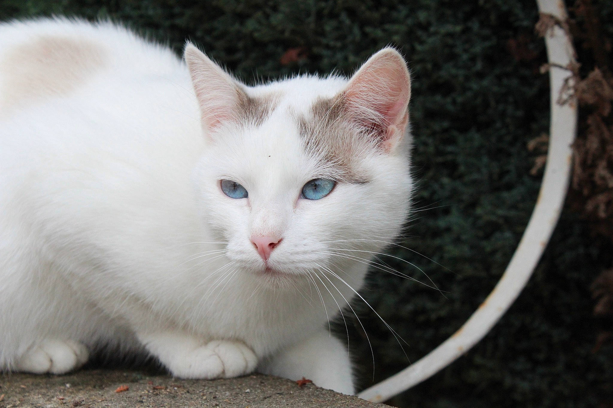 Fifi participe au concours pour gagner de l'argent avec cette photo : carnivore, cat, domestic_short_haired_cat, eye, felidae, fur, grass, head, paw, plant, small_to_medium_sized_cats, snout, tail, tree, whiskers