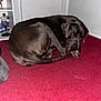 Duke joined the competition — help win amazing prizes! dog, black_dog, carpet, indoor, resting, curled_up, corner, white_wall, figurines, shelf, paw, sleeping, pet, animal, cozy, quiet, home, floor, large_dog, relaxed