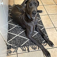 Duke joined the competition — help win amazing prizes! dog, great_dane, gray_dog, large_dog, pet, indoor, rug, tile_floor, looking, lying_down, animal, canine, ears, paw, nose, home, domestic, mammal, resting, floor