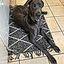 dog, great_dane, gray_dog, large_dog, pet, indoor, rug, tile_floor, looking, lying_down, animal, canine, ears, paw, nose, home, domestic, mammal, resting, floor