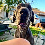 Duke is registered to the contest to win money with this photo: dog, great_dane, close_up, outdoor, yard, car, tree, grass, chair, person, knee, pet, animal, sunlight, daytime, canine, curious, background, suburban, nature