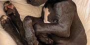 Duke is registered to the contest to win money with this photo: dog, sleeping, bed, black_dog, curled_up, cozy, resting, animal, pet, collar, paw, fur, canine, indoors, comfort, peaceful, relaxed, white_bed, quiet, nap