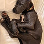dog, sleeping, bed, black_dog, curled_up, cozy, resting, animal, pet, collar, paw, fur, canine, indoors, comfort, peaceful, relaxed, white_bed, quiet, nap