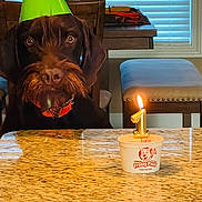 Hank joined the competition — help win amazing prizes! birthday_candle, brown_dog, celebration, chair, cup, dining_room, dog, first_birthday, frozen_treats, fur, granite_table, indoor, lighting, looking, number_one_candle, orange_collar, party_hat, pet, table, window_blinds