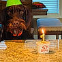 birthday_candle, brown_dog, celebration, chair, cup, dining_room, dog, first_birthday, frozen_treats, fur, granite_table, indoor, lighting, looking, number_one_candle, orange_collar, party_hat, pet, table, window_blinds