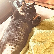 Salem joined the competition — help win amazing prizes! animal, bed, black_cat, blanket, cat, comfortable, cozy, cute, fluffy, fur, furniture, home, indoor, lying_down, pet, relaxing, resting, sunlight, wide_eyes, yellow_blanket