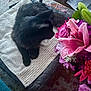 Salem joined the competition — help win amazing prizes! animal, black_cat, bouquet, carpet, cat, cozy, cushion, flowers, foot, furniture, green_leaves, home, indoor, papers, pet, pink_flowers, relaxing, shelf, table, towel