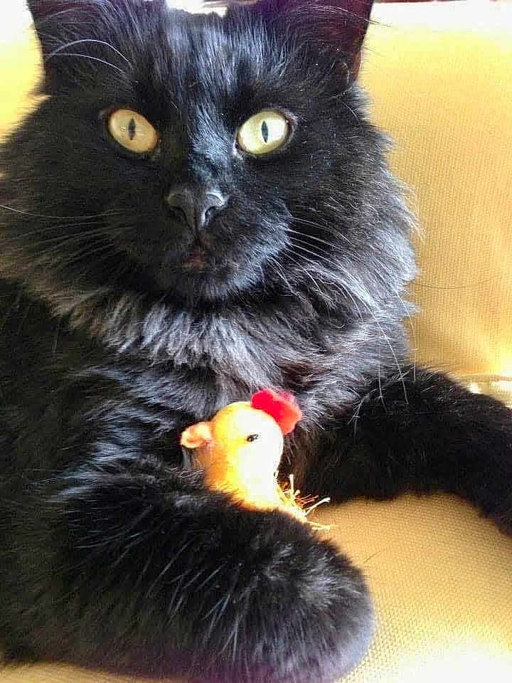 Salem