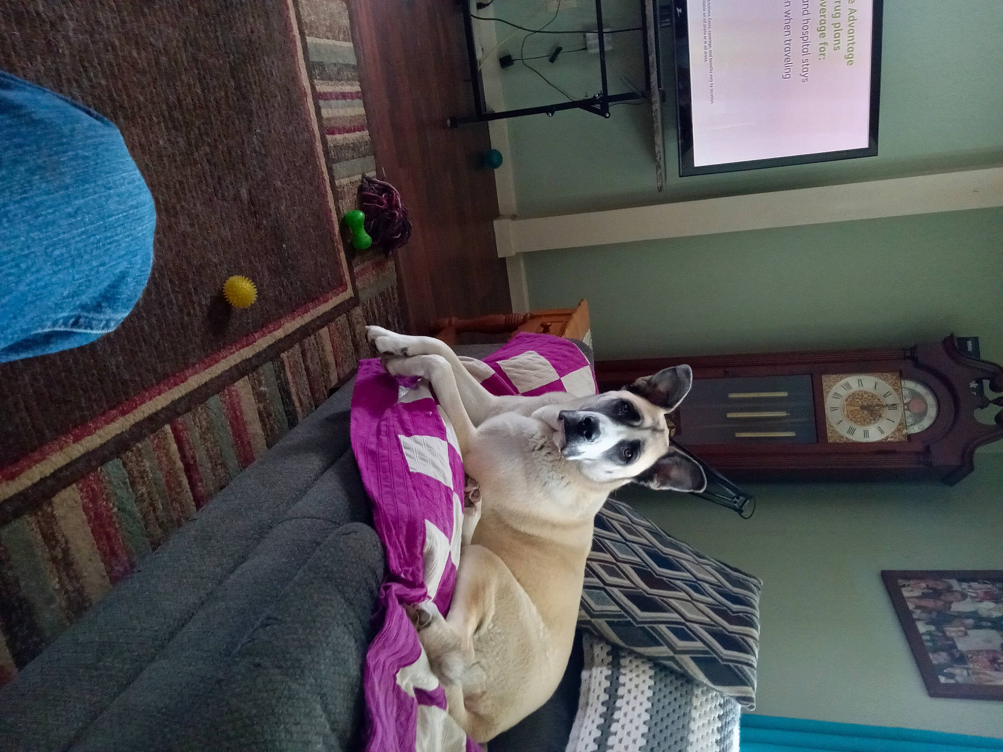 Zoey joined the competition — help win amazing prizes! balinese, carnivore, cat, comfort, companion_dog, couch, dog_breed, fawn, felidae, flooring, hardwood, linens, living_room, picture_frame, purple, small_to_medium_sized_cats, tail, whiskers, window, wood