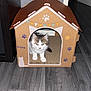 adorable, animal, cardboard_house, cat, curious, cute, decorated, domestic, feline, floor, fur, house, indoor, kitten, paw_prints, pet, playful, small, wooden_floor, young